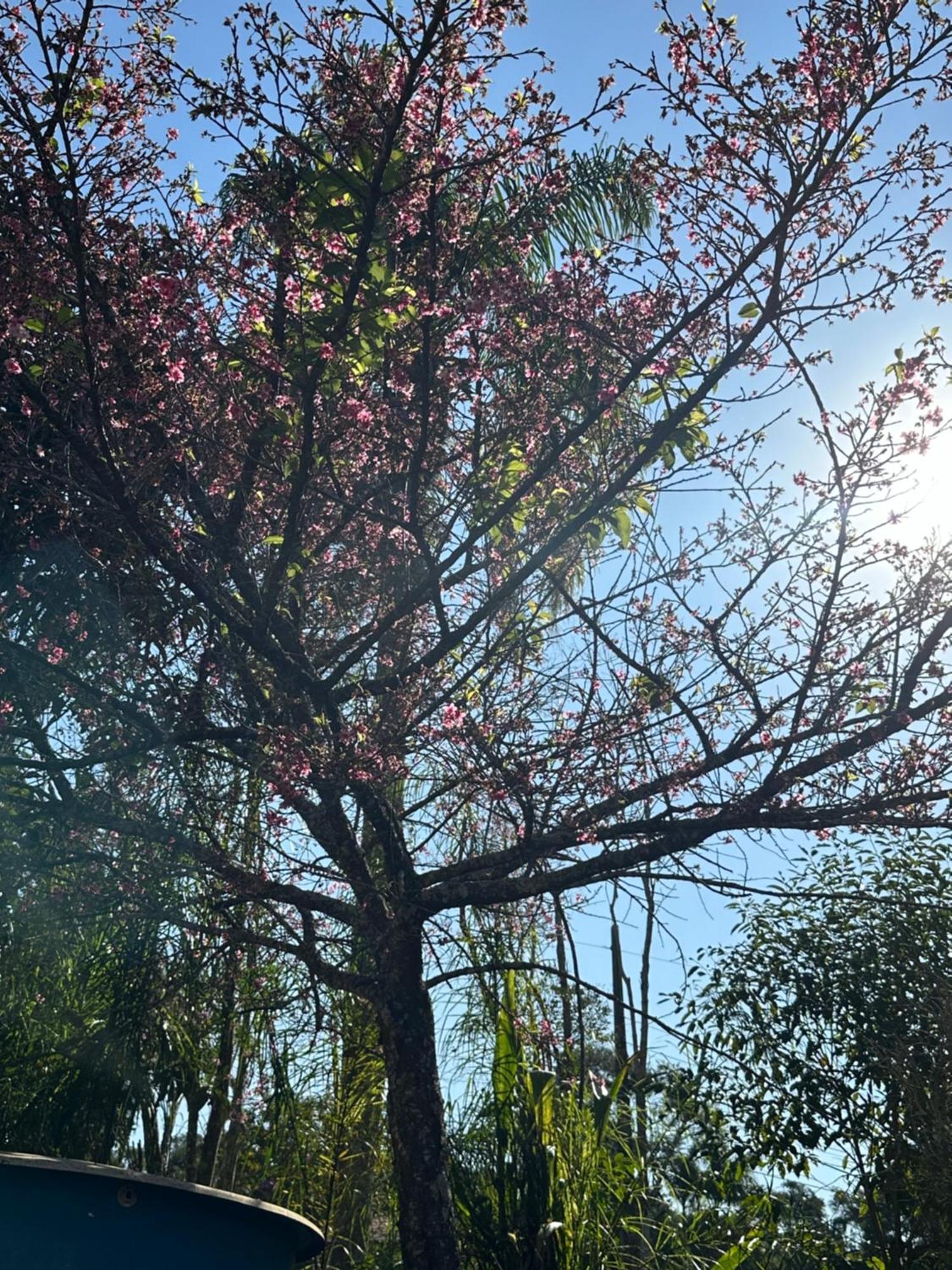 Morada Dos Beija-Flores Ibiúna Extérieur photo